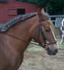 Chester